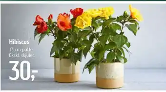 Hibiscus