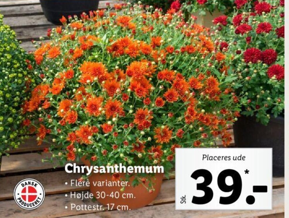 Chrysanthemum tilbud hos Lidl