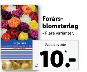Lidl Forårs-Blomsterløg tilbud