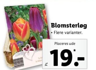 Lidl Blomsterløg tilbud