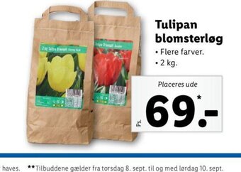 Lidl Tulipan Blomsterløg tilbud