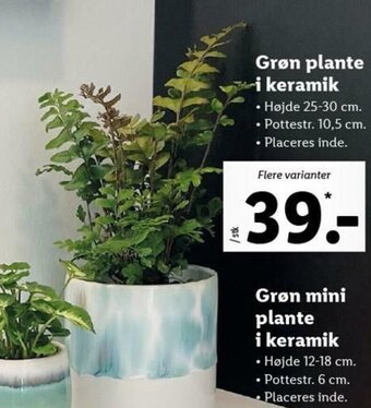 Lidl Grøn Plante i Keramik tilbud