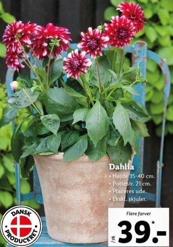 Lidl Dahlia tilbud