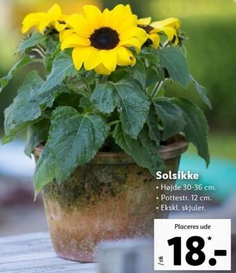 Lidl Solsikke tilbud