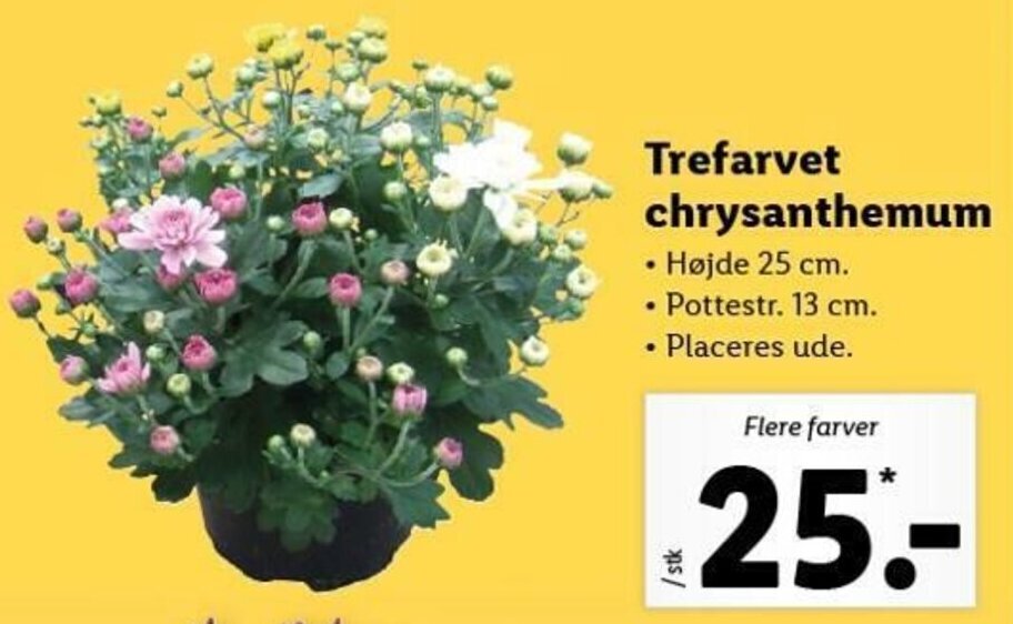 Trefarvet Chrysanthemum tilbud hos Lidl
