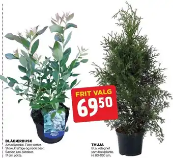 Blåbærbusk el. thuja