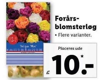Lidl Forårs blomsterløg tilbud