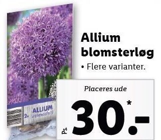 Lidl Allium blomsterløg tilbud