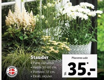 Lidl Stauder tilbud
