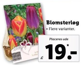Lidl Blomsterløg tilbud
