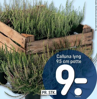 Calluna lyng 9,5 cm potte