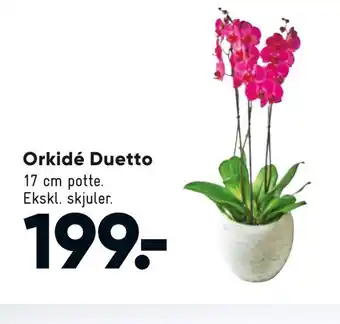 Bilka Orkidé duetto tilbud