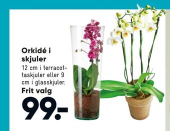 Bilka Orkidé i skjuler tilbud