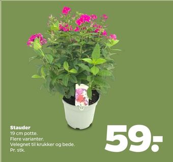 Netto Stauder tilbud