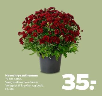 Netto Havechrysanthemum tilbud