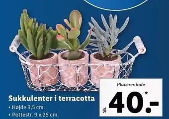 Lidl Sukkulenter i terracotte tilbud