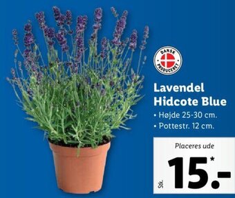 Lidl Lavendel Hidcote Blue tilbud