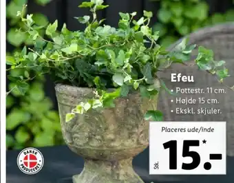 Lidl Efeu tilbud