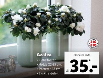 Lidl Azalea tilbud