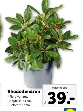 Lidl Rhododendron tilbud