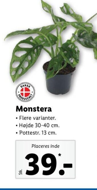 Lidl Monstera tilbud