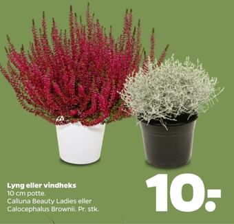 Netto Ukendt planter tilbud