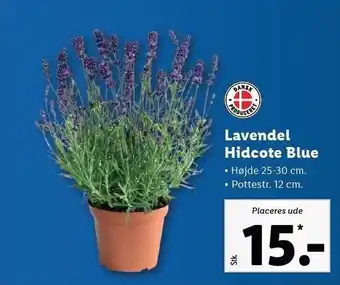 Lidl Lavandel hidcote blue tilbud