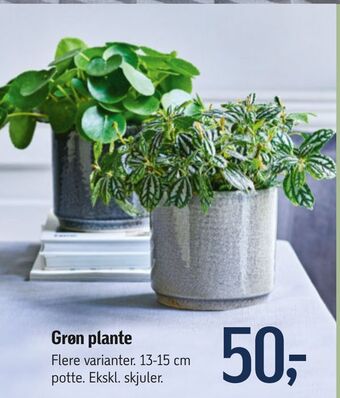 Føtex Grøn plante tilbud