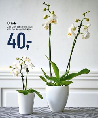 Føtex Orkidé tilbud