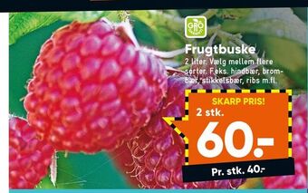 Bilka Frugtbuske tilbud