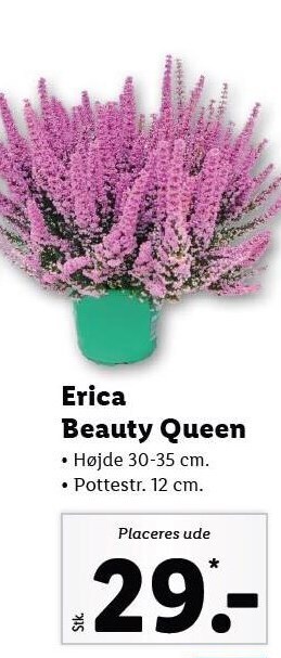 Erica beauty queen
