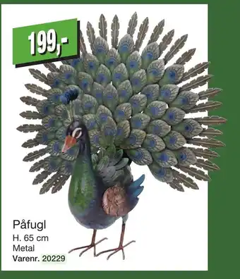 Påfugl