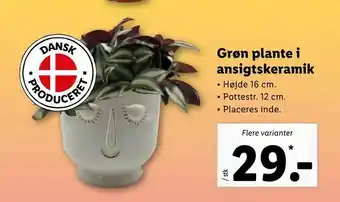 Grøn plante i ansigtskeramik