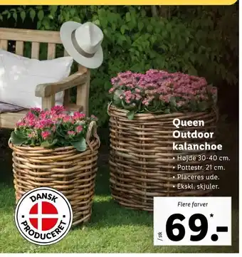 Let-Køb Queen Outdoor kalanchoe tilbud
