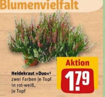 REWE DE Heidekraut Duo tilbud
