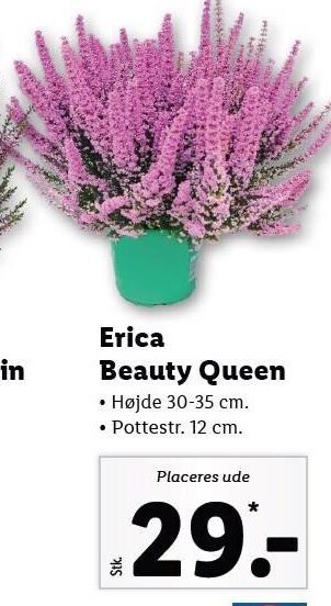 Lidl Erica beauty queen tilbud