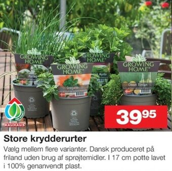 Bauhaus STORE Krydderurter tilbud