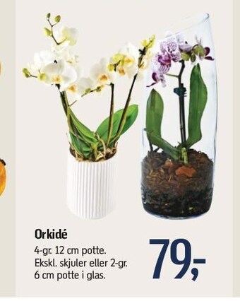Føtex Orkidé tilbud