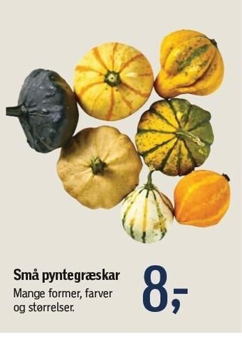 Føtex Små pyntegræskar tilbud