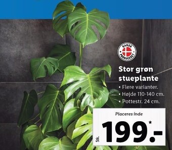 Lidl Stor grøn stueplante tilbud