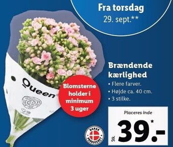 Lidl Brændende kærlighed buket tilbud