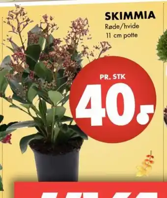 Skimmia