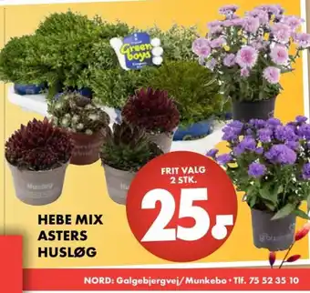 Hebe Mix Asters Husløg