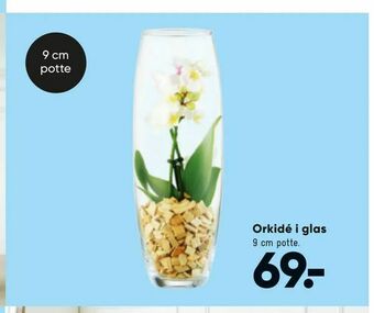 Bilka Orkidé i glas tilbud