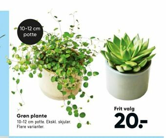 Bilka Grøn plante tilbud
