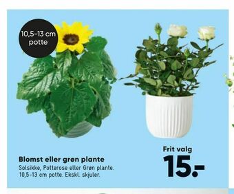 Bilka Blomst eller grøn plante tilbud