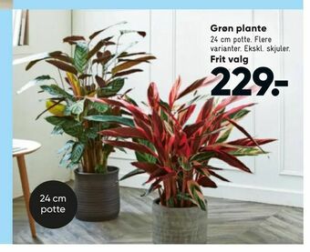 Grøn plante