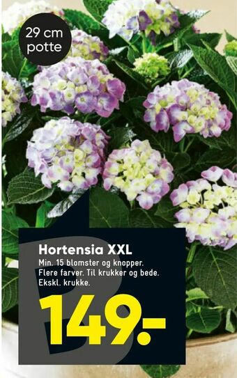 Bilka Hortensia XXL tilbud