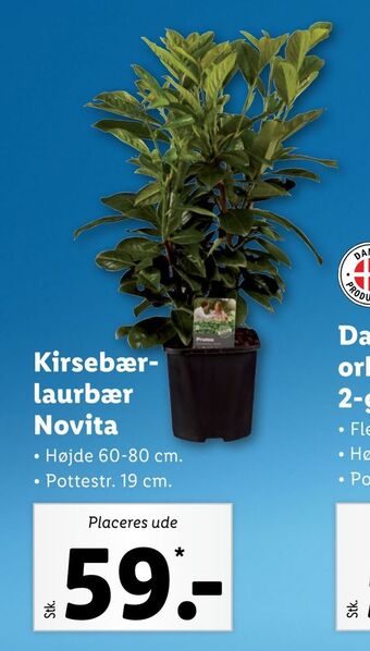 Lidl Kirsebær laurbær novita tilbud