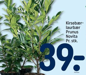 REMA 1000 Kirsebærlaurbær prunus novita tilbud